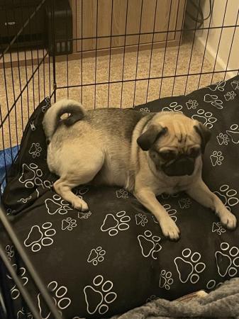 Image 3 of 3 year old female & 2 year old male pugs for sale