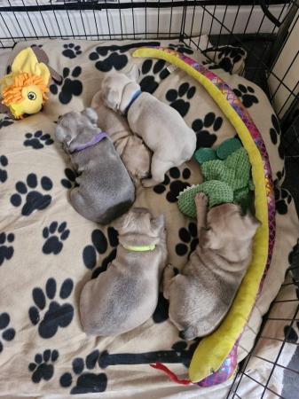 Image 8 of KC Registered French Bulldog Puppies