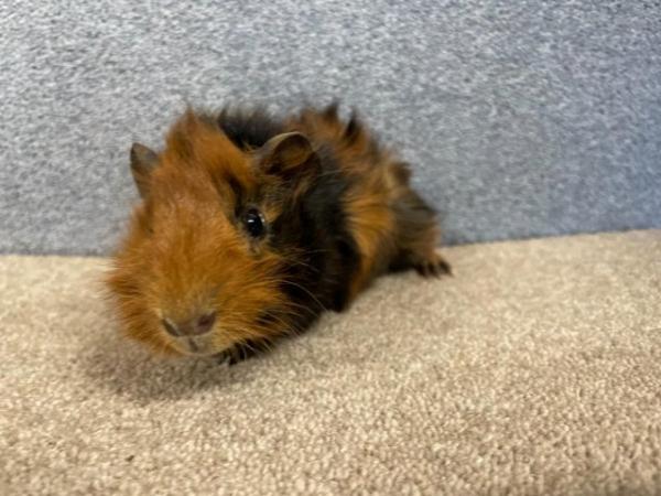 Image 4 of Abyssinian Male Guinea Pig for Rehoming