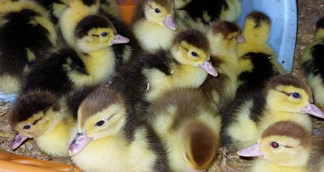Preview of the first image of Adorable fluffy Muscovy ducklings for sale.