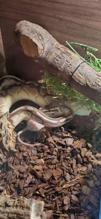 Image 2 of Female Butter ball python for sale