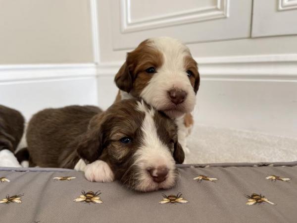 Image 5 of OUTSTANDING *RARE* SABLE BORDOODLE PUPPIES