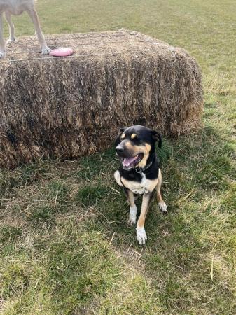 Image 3 of NEK, SWEET BOY FOSTERED IN HERTFORDSHIRE