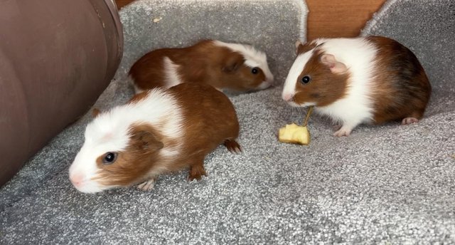 Boy and girl guinea pigs — photo 3 of 4