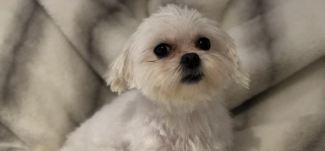 Image 4 of 4year old kc Maltese female for sale