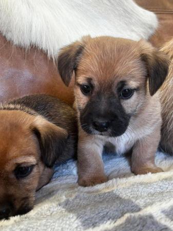 Image 5 of Stunning fluffy Jackrussell puppies