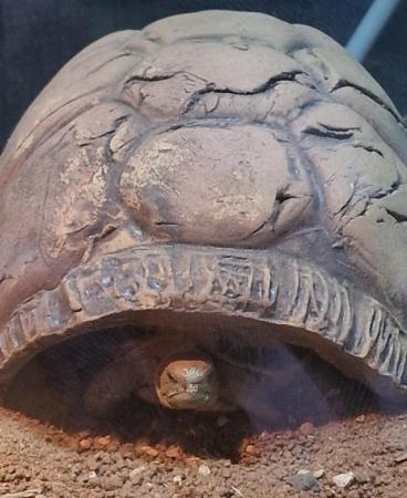 Image 2 of Horsefield tortoise, very cute with bat sign on back