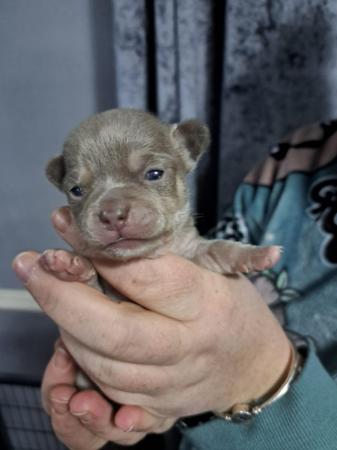 Image 4 of Pure breed Chihuahua puppies (All found new homes)