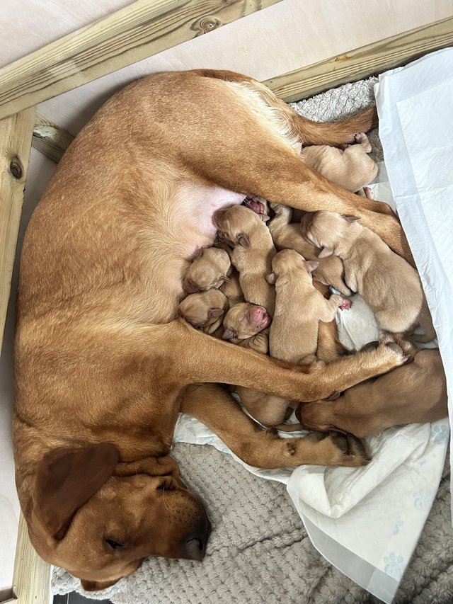 Preview of the first image of Red fox Labrador puppies.