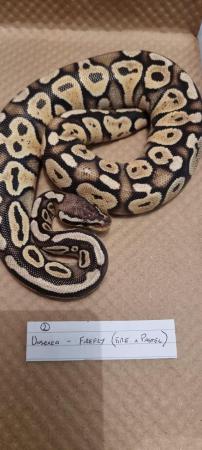 Image 7 of Firefly (Fire x Pastel) royal/ball python for sale