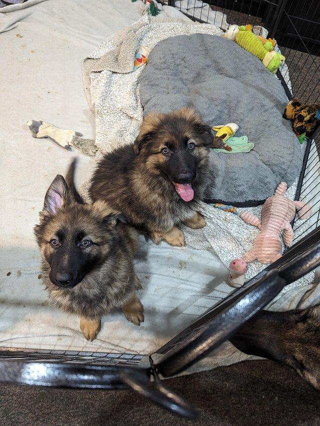 Preview of the first image of Sable Health Tested Straight Backed GSD Puppies.