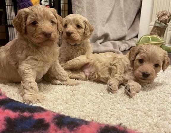 Image 3 of Goldendoodle puppies *** ready now for new homes***