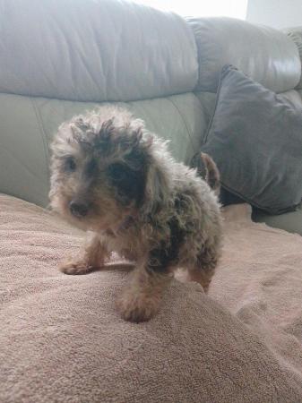 Image 3 of 1 stunning miniature Merle poodle 20 weeks old