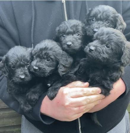 Image 9 of Adorable labradoodles pups