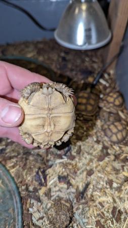 Image 3 of Cb23 sulcata tortoises UK bred