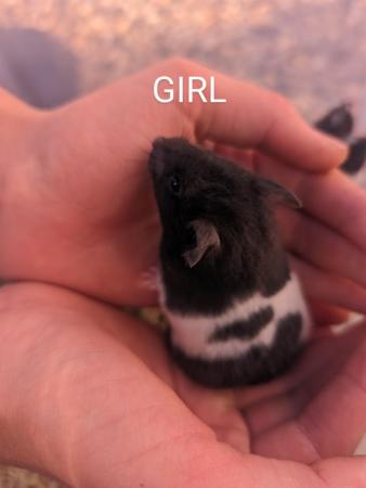 Image 10 of Friendly, baby Syrian hamsters