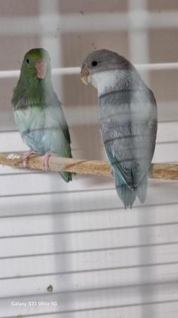 Image 3 of 2 year old mutation pair of parrotlets.