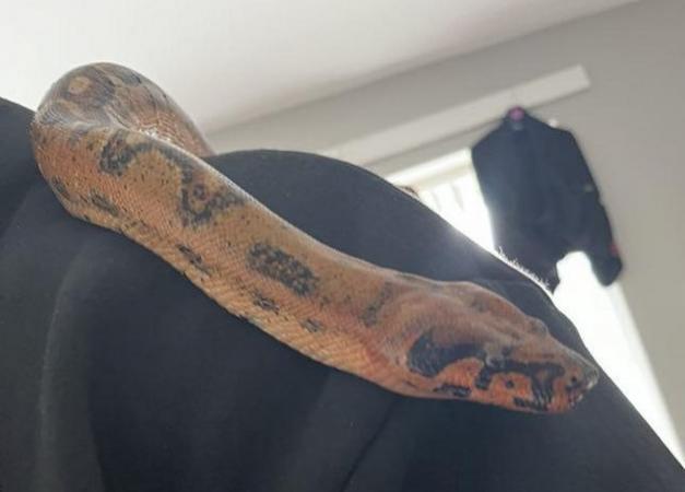 Image 2 of Boa Aged 3 Hypo leopard het kahl by Marc Norrie