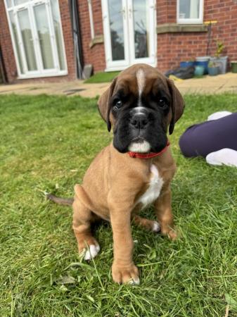 Image 4 of Stunningly Perfect 6 week old KC Pedigree Boxer puppies.