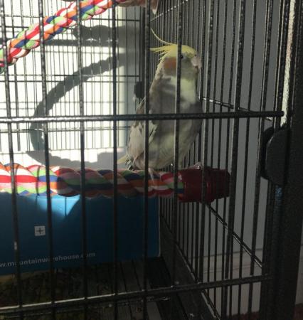 Image 2 of Hand raised female cockatiel & cage