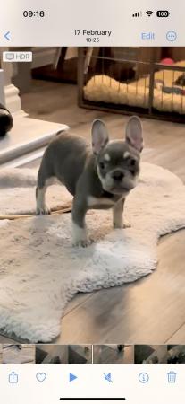 Image 11 of Beautiful KC Registered French Bulldog Puppy SOLD