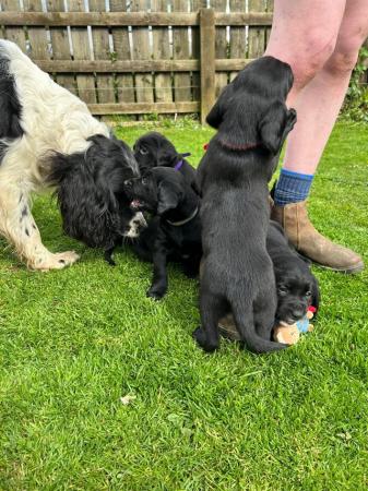 Image 17 of Springador puppies for sale