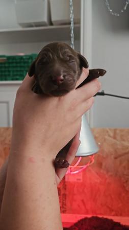 Image 1 of 11 day old labradoddle pups