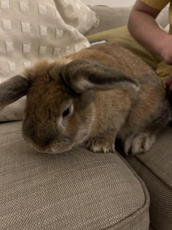 Image 4 of Giant French lop x house rabbit looking for a new home