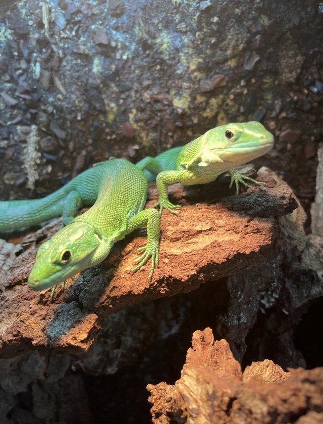 Green Keel Bellied Lizard (Gastropholis prasina) available