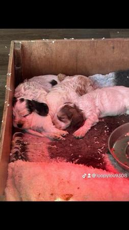 Image 1 of Gorgeous show type cocker spaniels