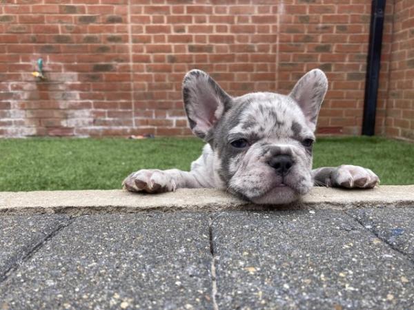 Image 9 of STUNNING LILAC ISABELLA MERLE FRENCH BULLDOGS KC