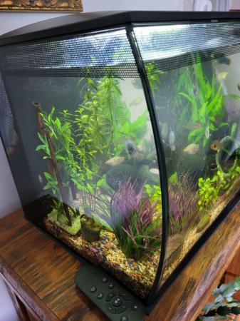 Image 5 of Fluval 57lt fish tank with heater,pump,fish and accessories.