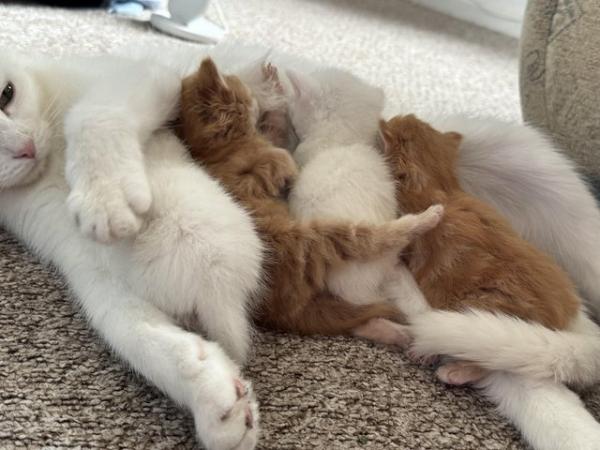 Image 3 of Kittens - White, Ginger and Tabby