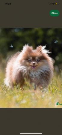 Image 5 of Teddy face Pomeranian puppies