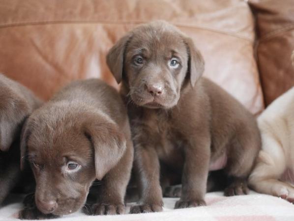 Image 2 of Stunning KC Health Tested Labrador Puppies