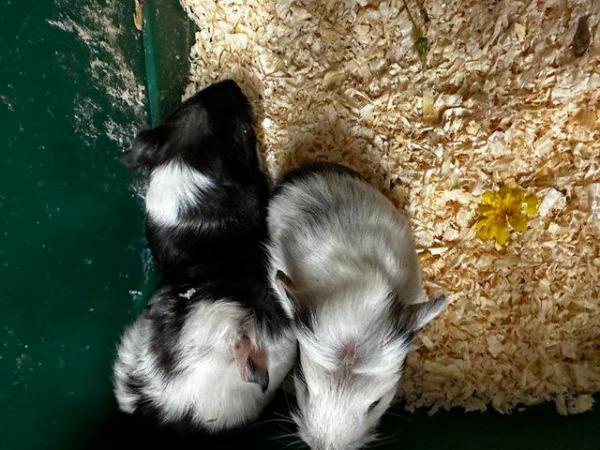 Image 4 of Beautiful baby Guineapigs boys and girls Uckfield