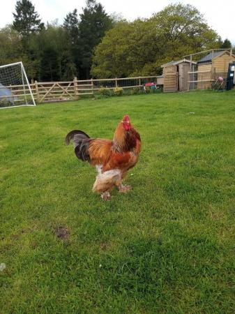 Image 3 of 2 X Brahma Cocks, ready to go 12 months old