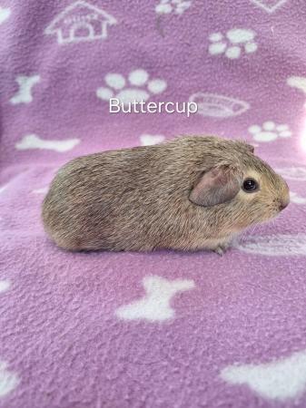 Image 5 of Chinchilla guinea pigs ..