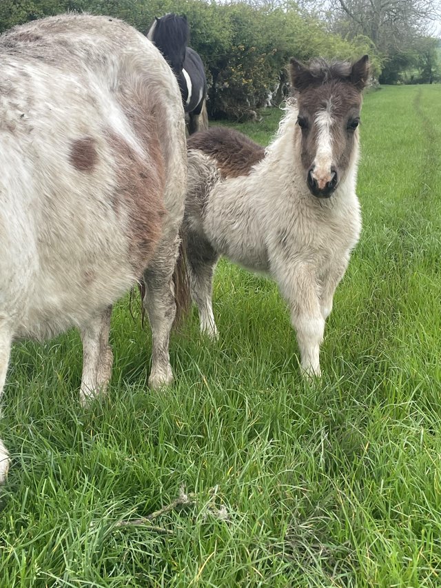 Preview of the first image of Standard registered Shetland colt foal.