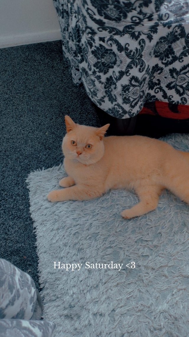 Preview of the first image of old British shorthair male cat.