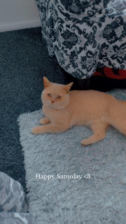 Image 1 of old British shorthair male cat
