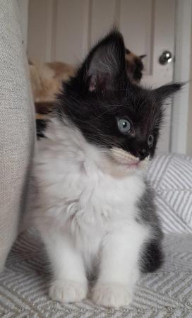 Image 14 of Maine Coon x Ragdoll kittens ready now