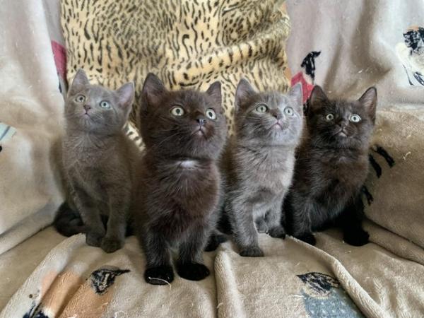 Image 1 of Beautiful Kittens for sale