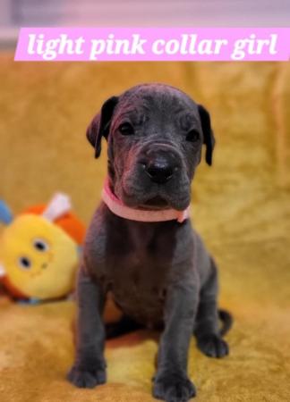 Image 11 of Adorable KC Blue Great Dane puppies READY NOW!!