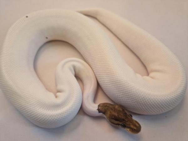 Image 2 of Cinnamon pied royal python female