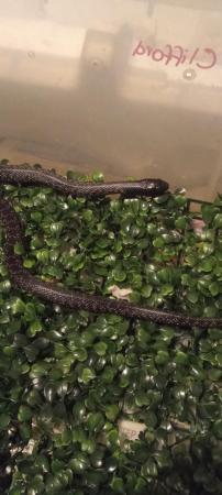 Image 4 of Mexican black king snake, 2023
