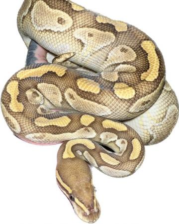 Image 2 of Sub adult female Ball Python, Lesser.