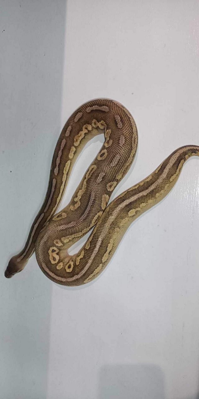 Preview of the first image of Royal pythons various morphs for sale.