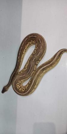 Image 1 of Royal pythons various morphs for sale