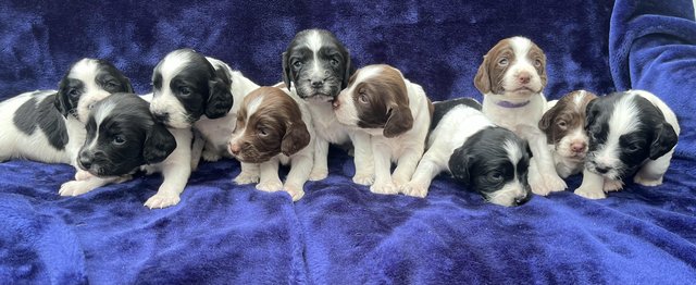 Preview of the first image of Working English Springer Spaniel Puppies.
